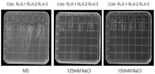 LRR-RLK (leucine-rich repeats-receptor-like kinase) in arabidopsis thaliana and application thereof