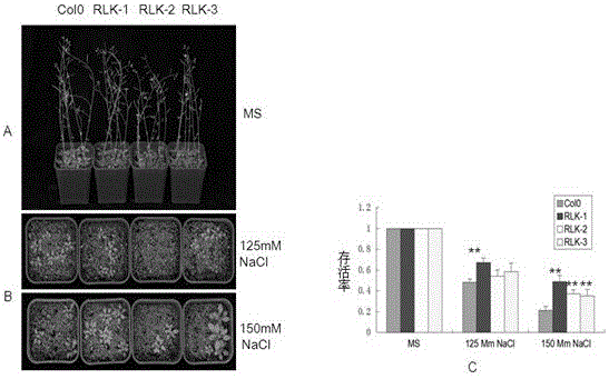 LRR-RLK (leucine-rich repeats-receptor-like kinase) in arabidopsis thaliana and application thereof