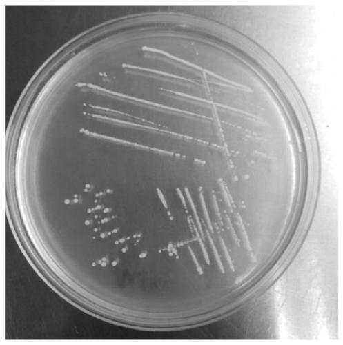 Lactobacillus helveticus and application thereof