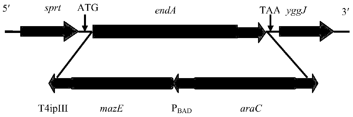 Recombinant lysed Salmonella enterica and construction method and application thereof