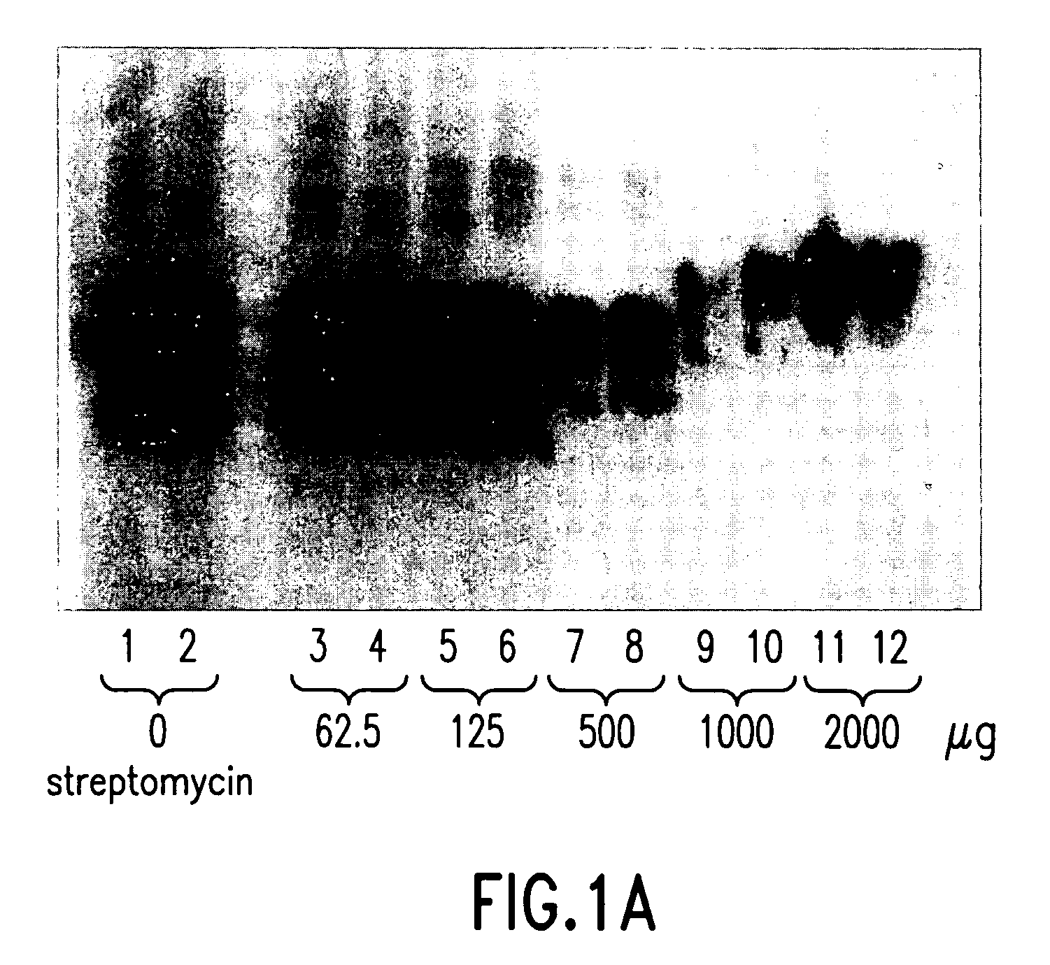 Process for detecting PrPSC using an antibiotic from the family of aminoglycosides