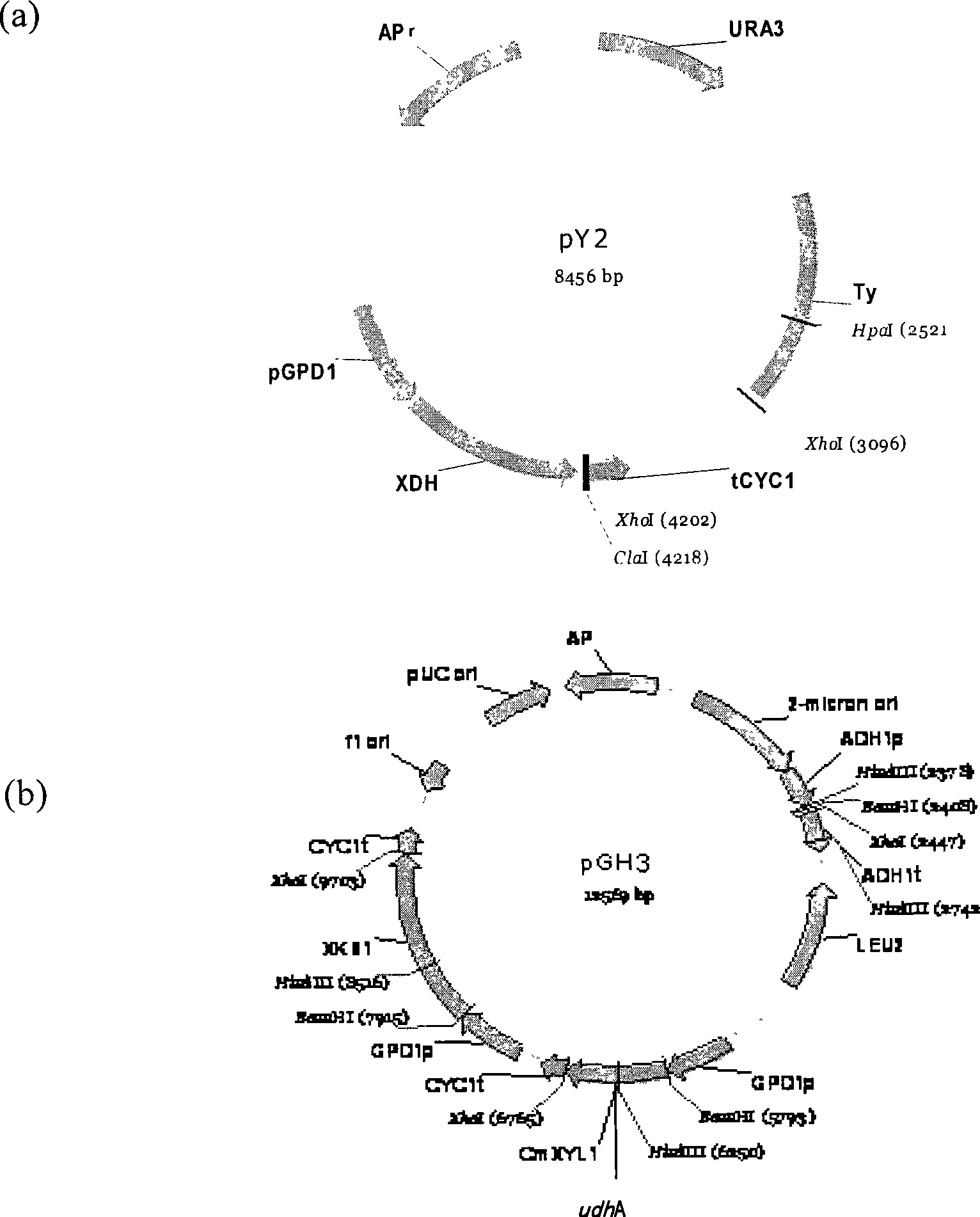 Metabolic Engineering yeast using xylose fermentation for producing ethanol