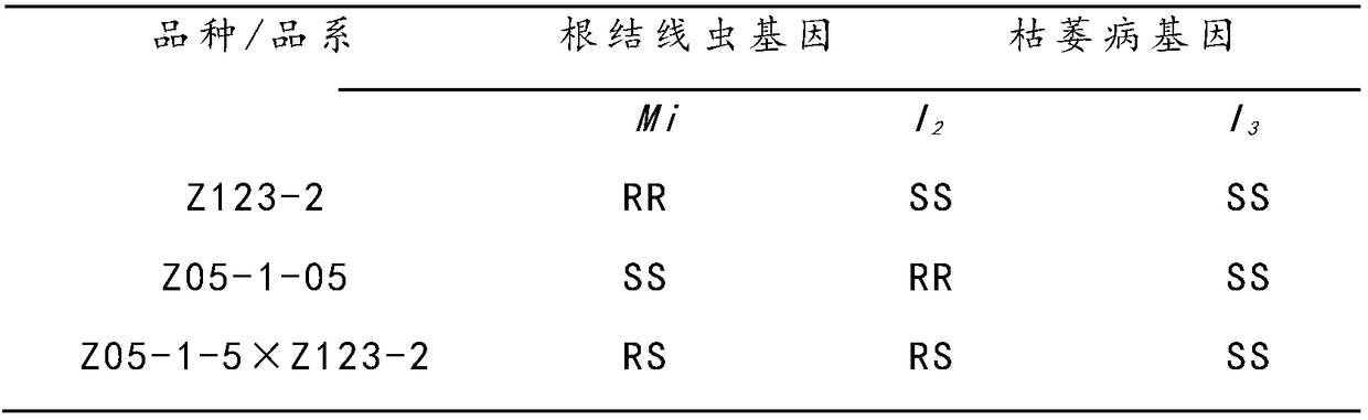 Method for cultivating high-affinity fusarium wilt-resistant tomato rootstock