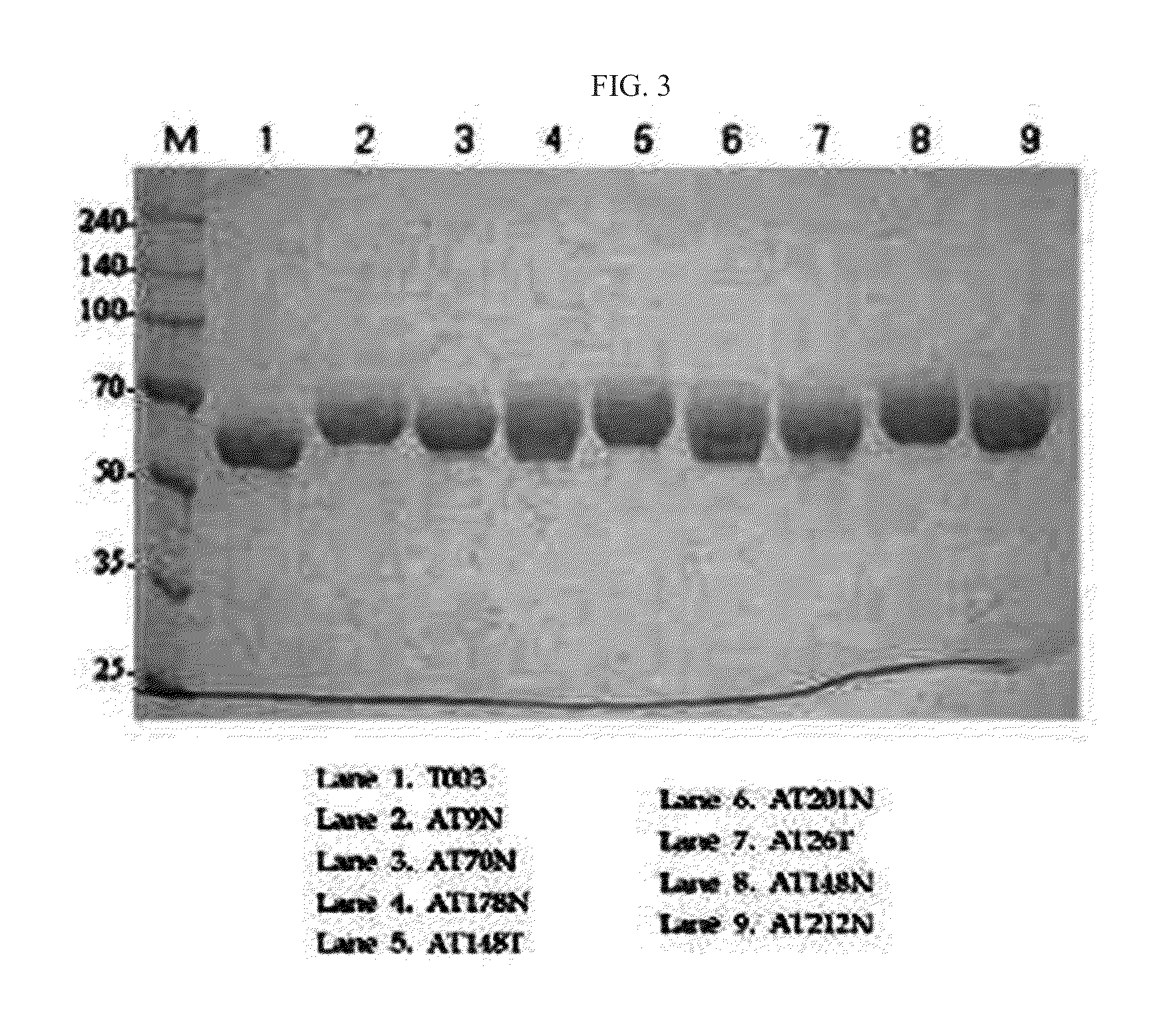 Novel alpha-1 antitrypsin variant, preparation method thereof and use thereof