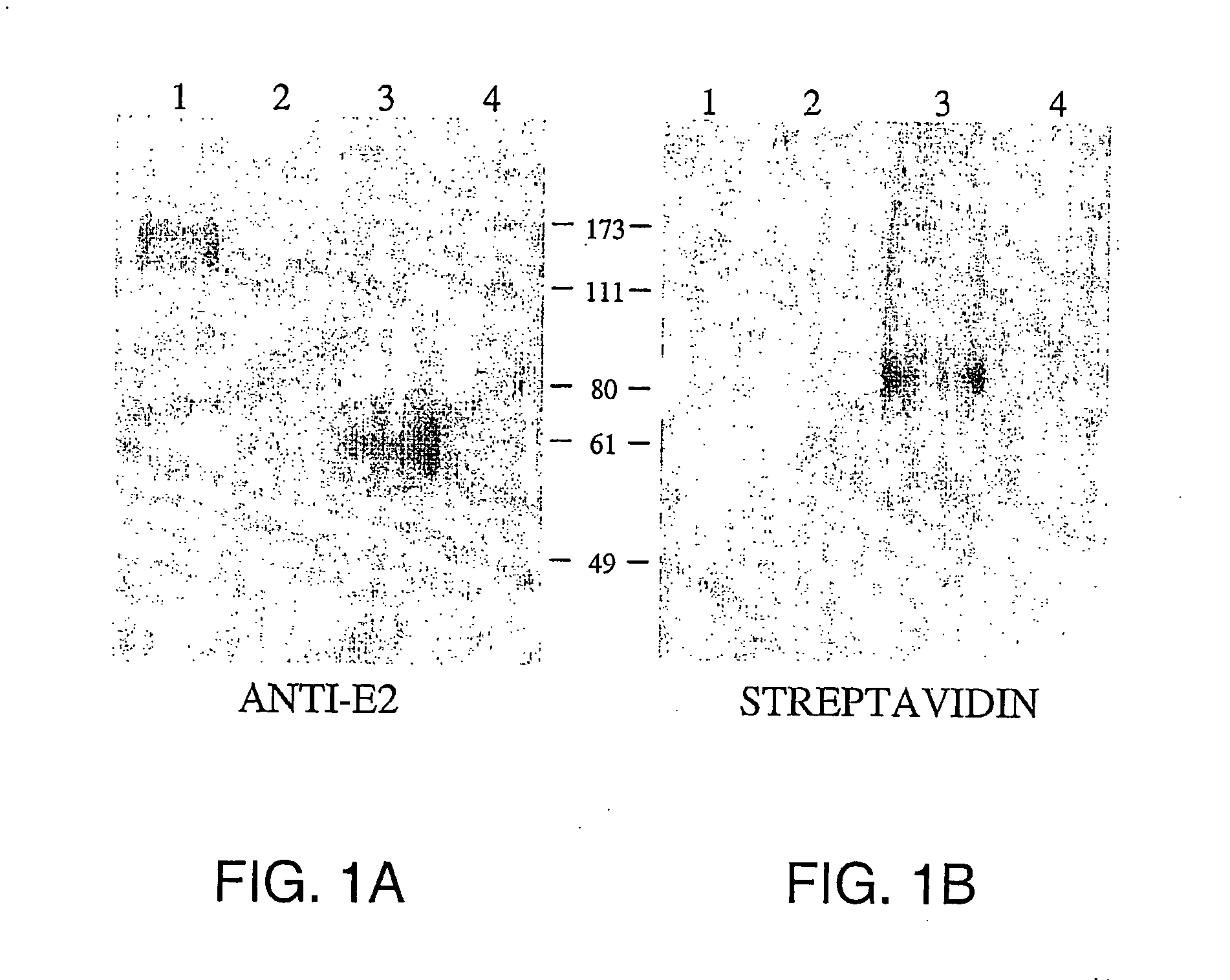 Screening for hepatitis c virus entry inhibitors