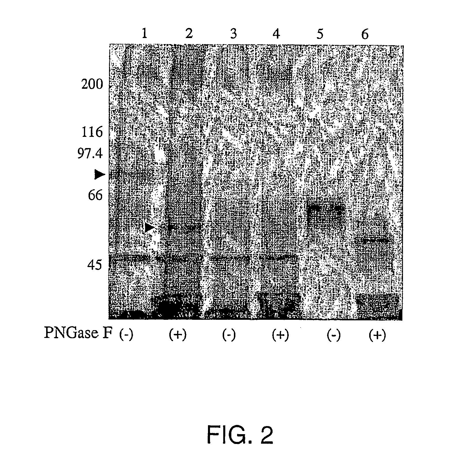 Screening for hepatitis c virus entry inhibitors