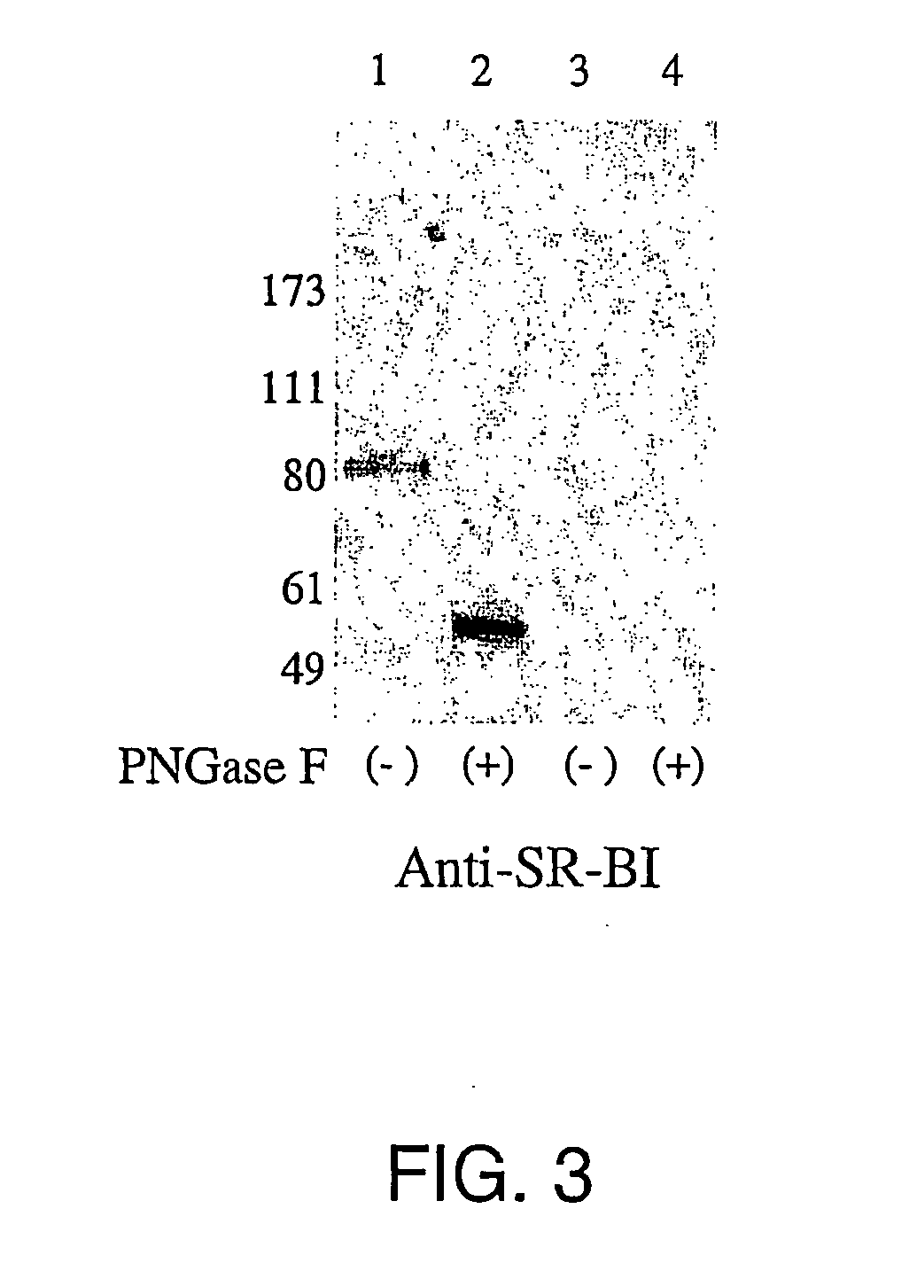 Screening for hepatitis c virus entry inhibitors