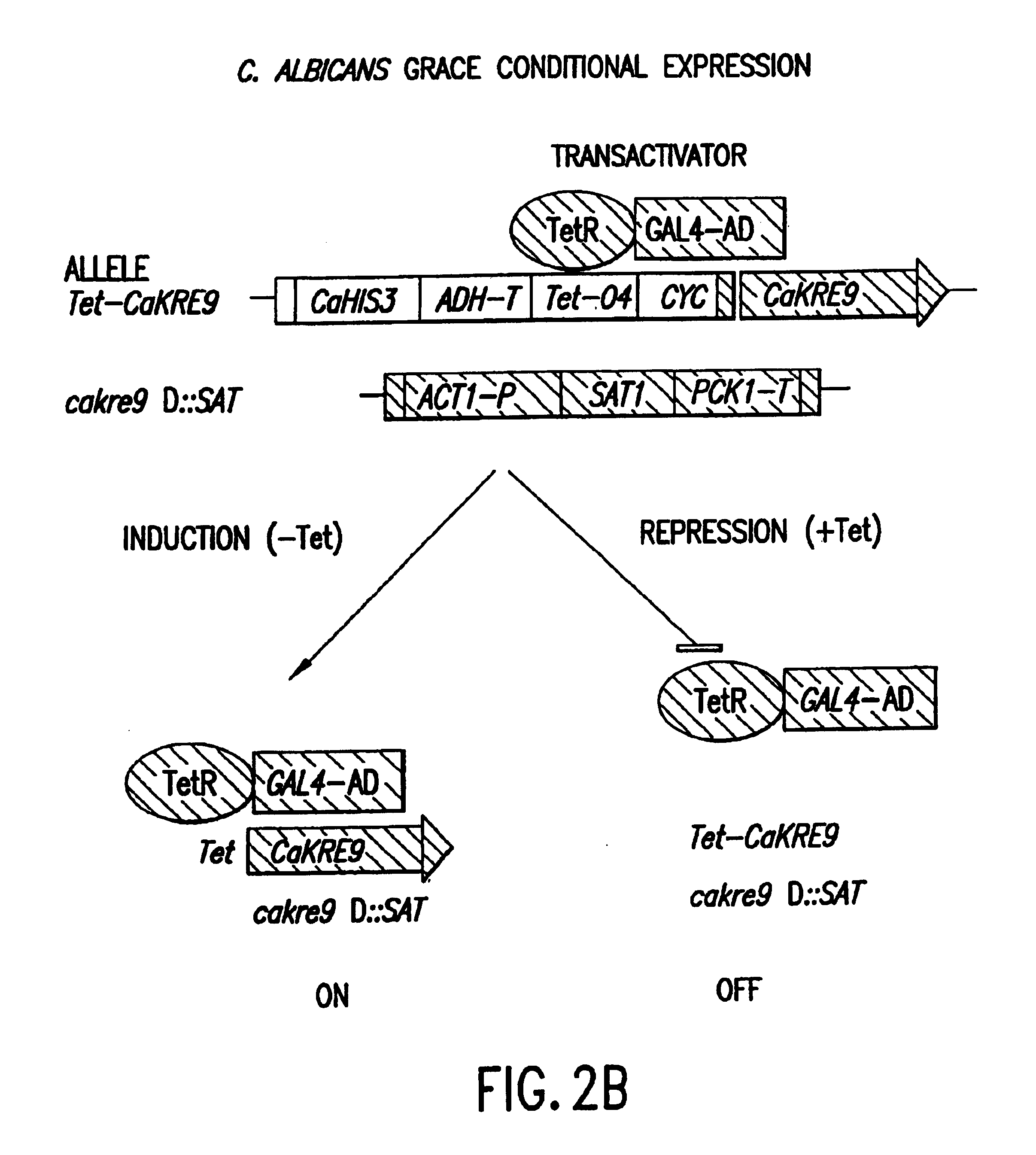 Gene disruption methodologies for drug target discovery