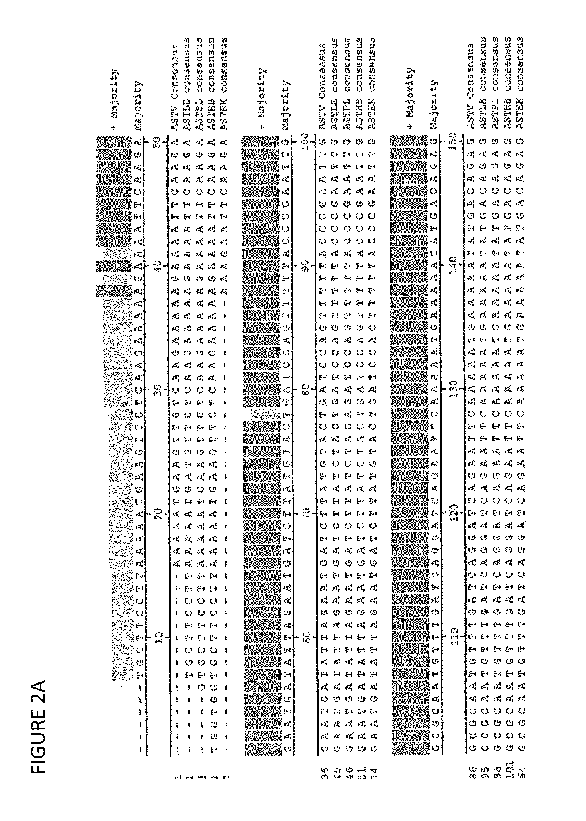 Novel astrovirus