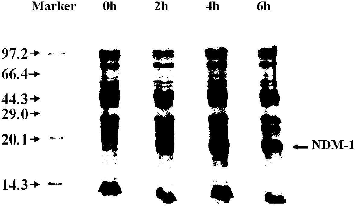 Drug-resistant pathogen infection resistant polypeptide and uses thereof