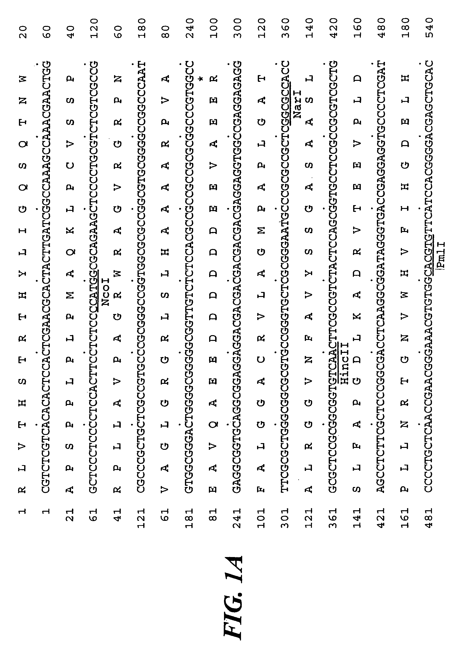 Isolation of SU1, a starch debranching enzyme, the product of the maize gene sugary1