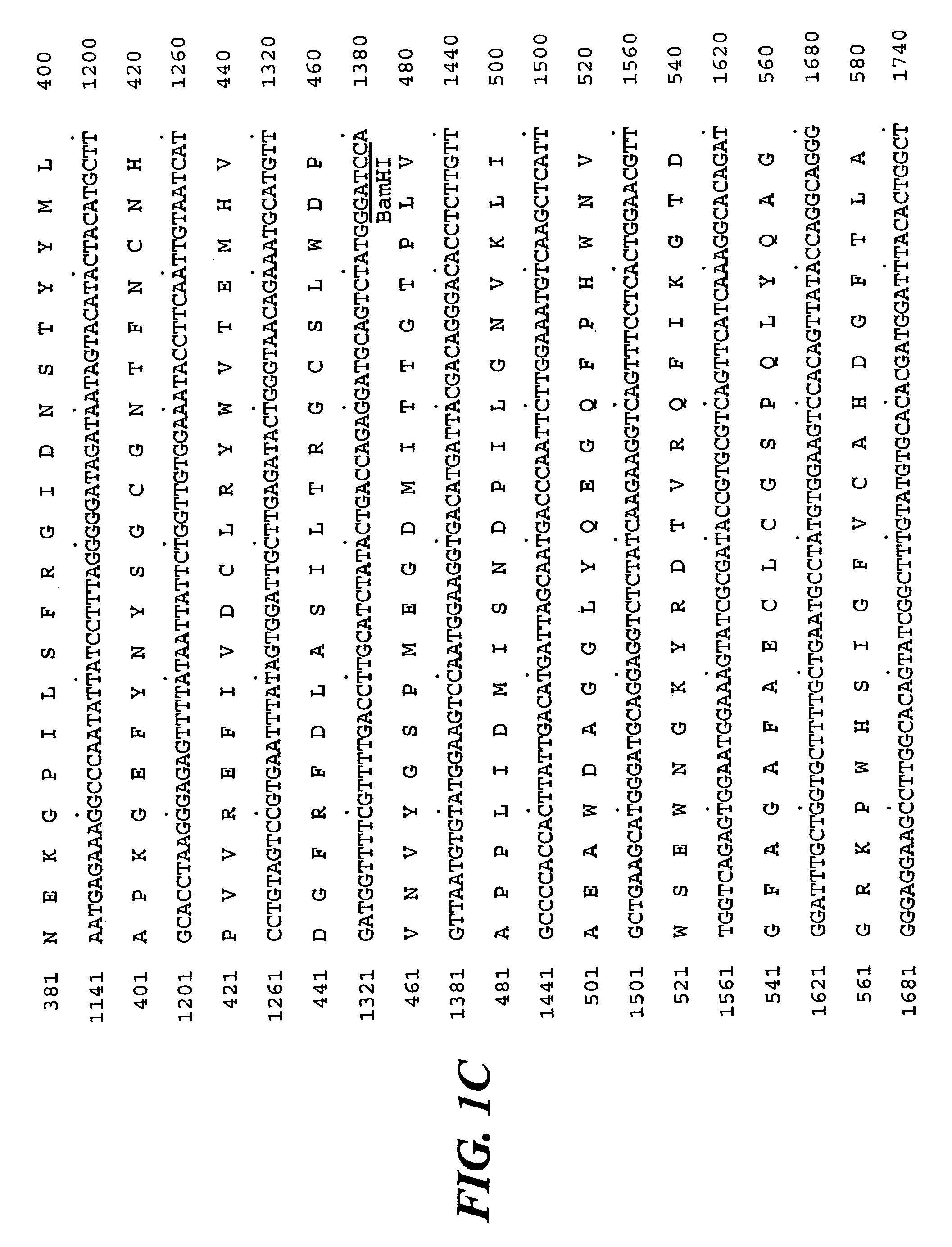 Isolation of SU1, a starch debranching enzyme, the product of the maize gene sugary1