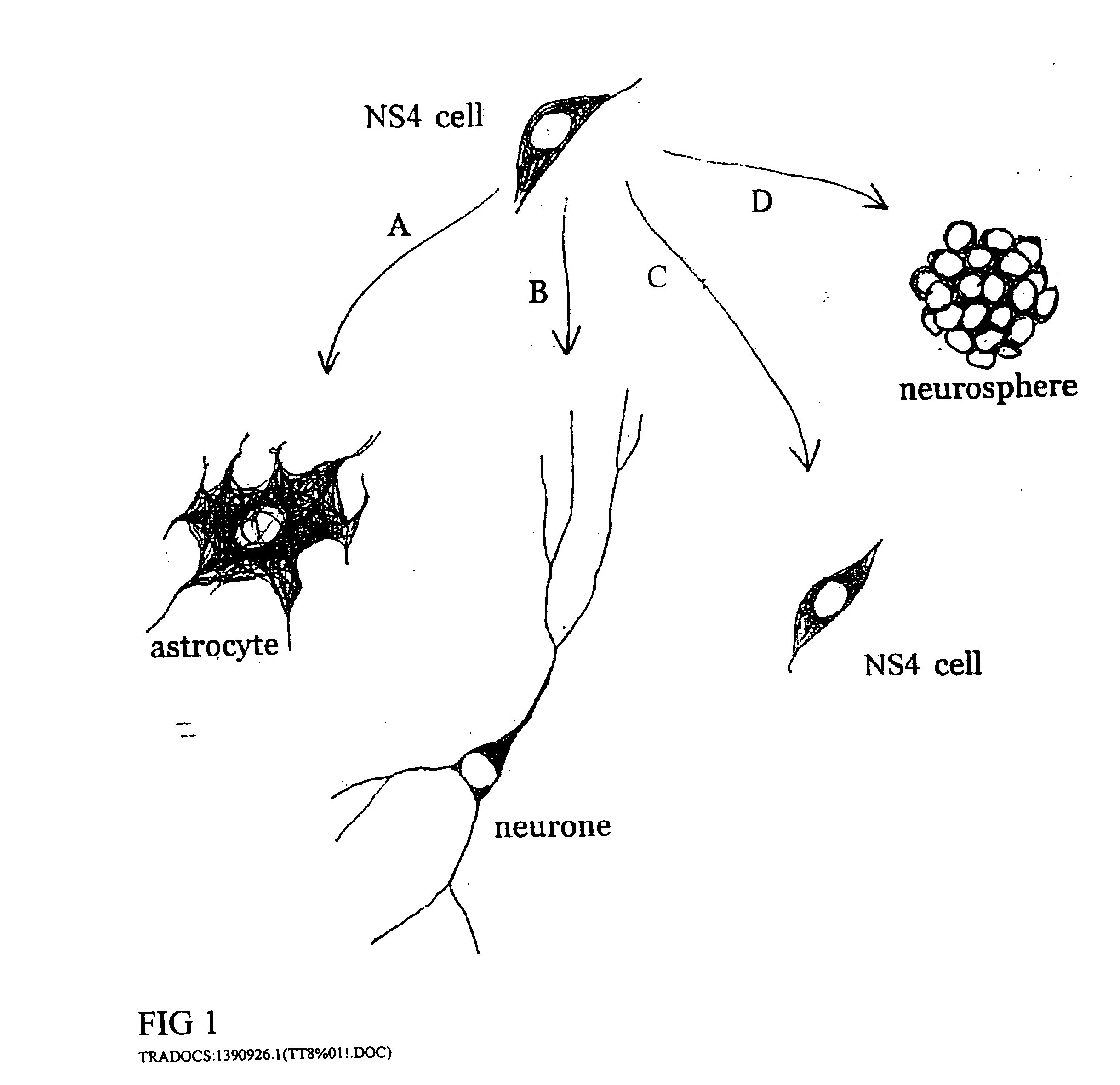 Cultures of GFAP nestin cells that differentiate to neurons