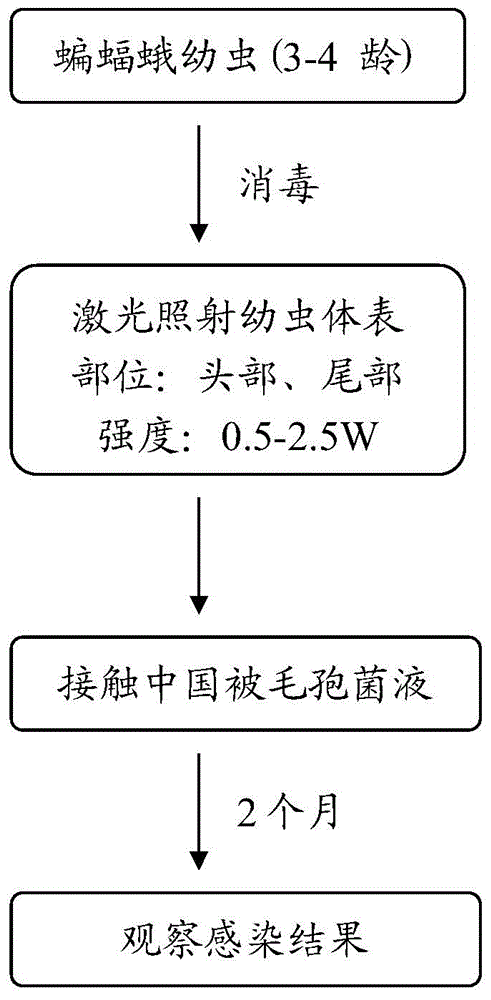 Method for improving infection rate of hosts of parasites of cordyceps sinensis