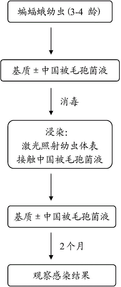 Method for improving infection rate of hosts of parasites of cordyceps sinensis