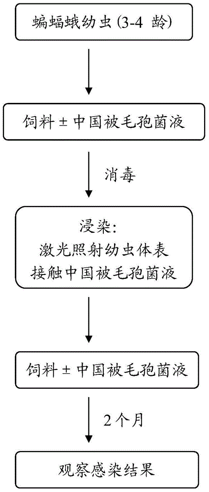 Method for improving infection rate of hosts of parasites of cordyceps sinensis