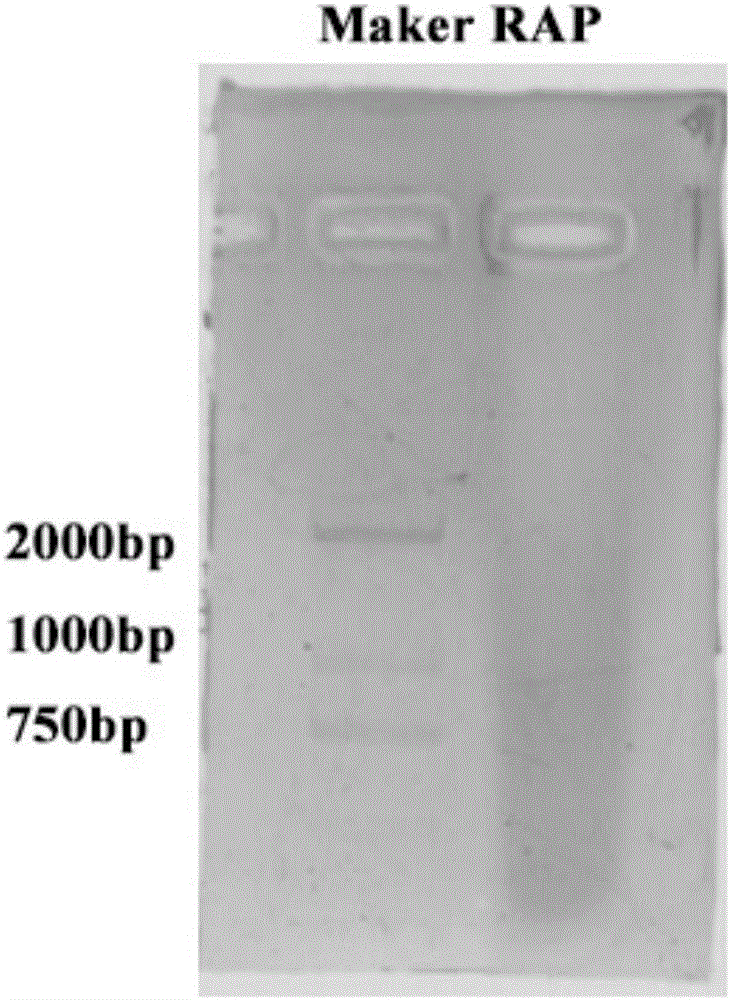 RNA (Ribonucleic Acid) antisense purification method