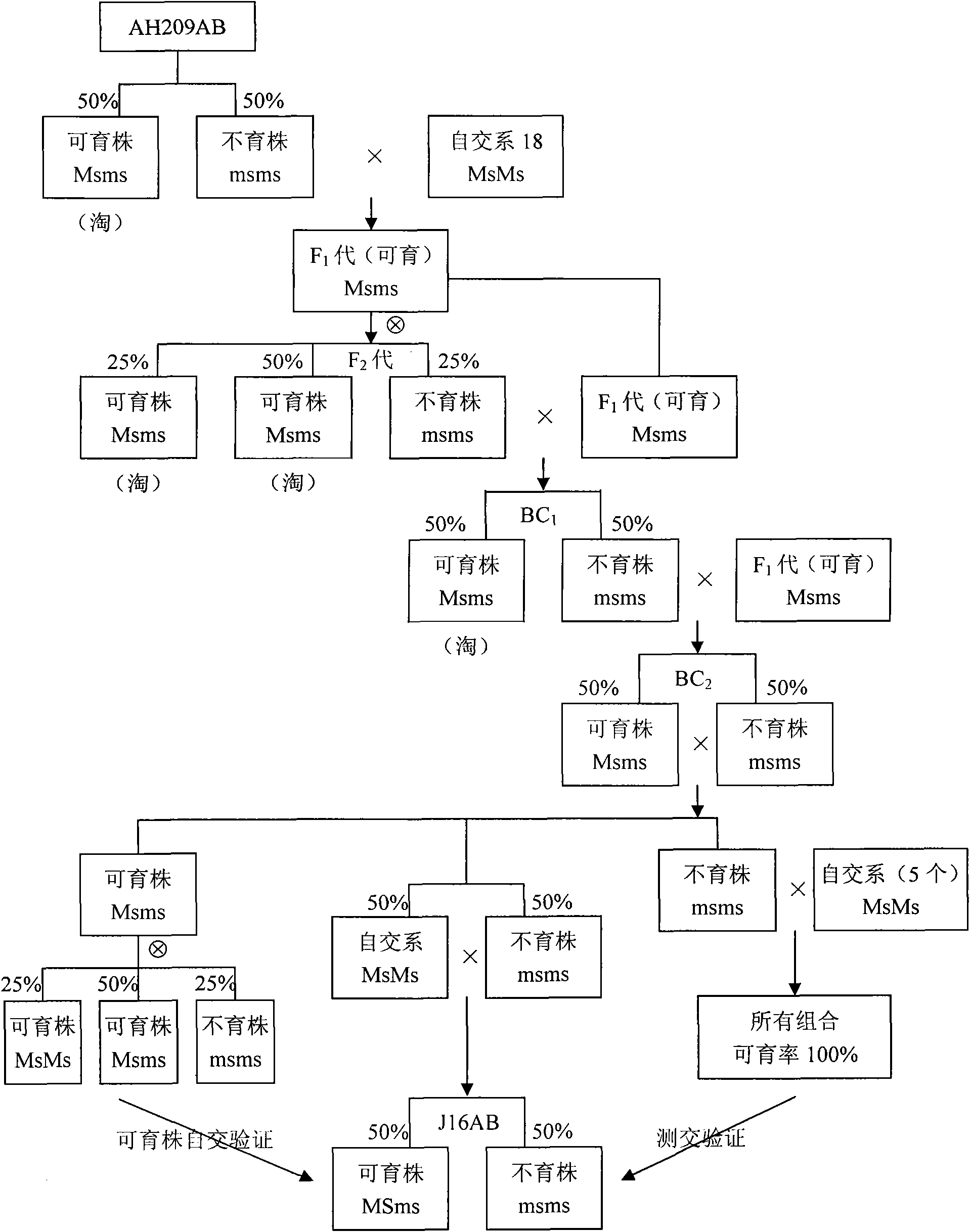 Transformation method of zinnia male sterile dual-use system