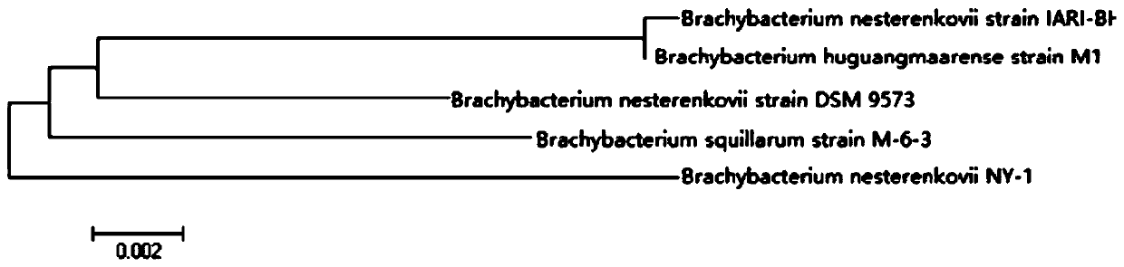 A bacterial agent comprising Brevibacterium nirzia