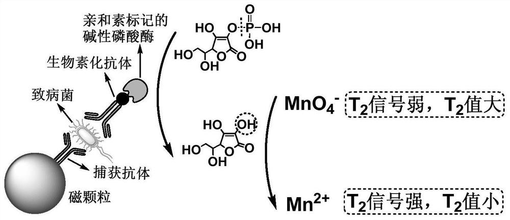 Method for detecting food-borne pathogenic bacteria by enzymatic low-field nuclear magnetic resonance immunosensor