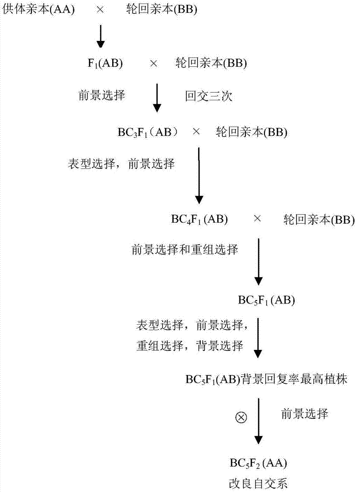 Maize molecule assisted breeding method