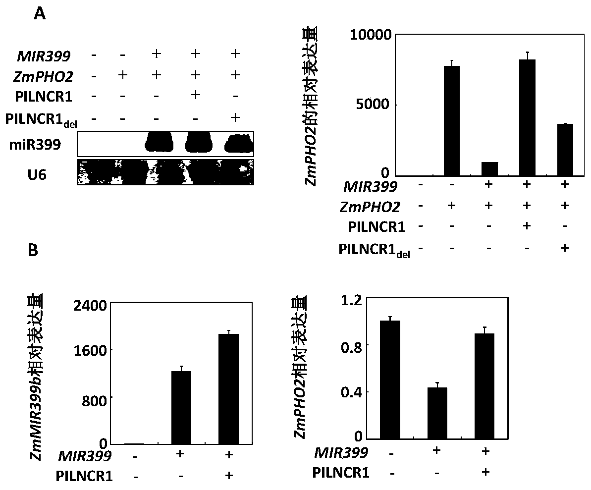 Maize pilncr1 and its application in regulation and detection of maize tolerance to low phosphorus stress