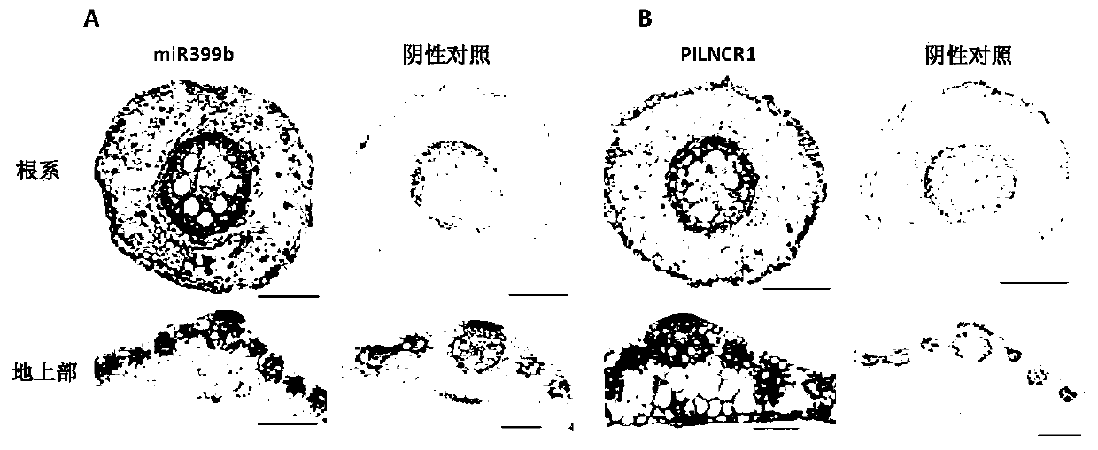 Maize pilncr1 and its application in regulation and detection of maize tolerance to low phosphorus stress