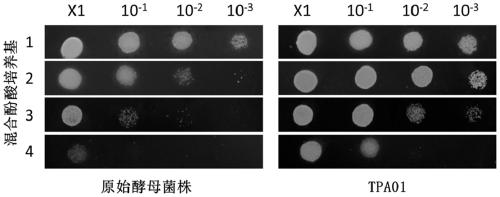 Saccharomyces cerevisiae strain tolerant to vanillic acid, p-hydroxybenzoic acid and syringic acid and application of Saccharomyces cerevisiae strain