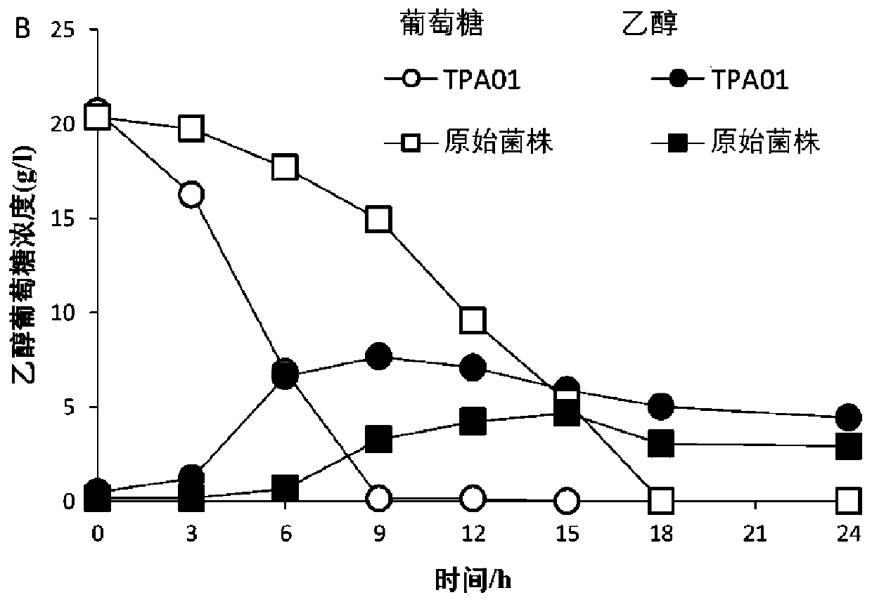 Saccharomyces cerevisiae strain tolerant to vanillic acid, p-hydroxybenzoic acid and syringic acid and application of Saccharomyces cerevisiae strain