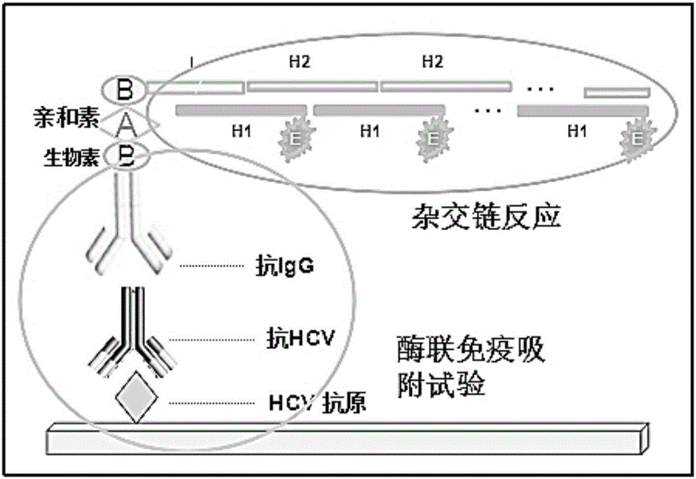 Nondiagnostic HCV (hepatitis c virus) antibody immunodetection method and kit