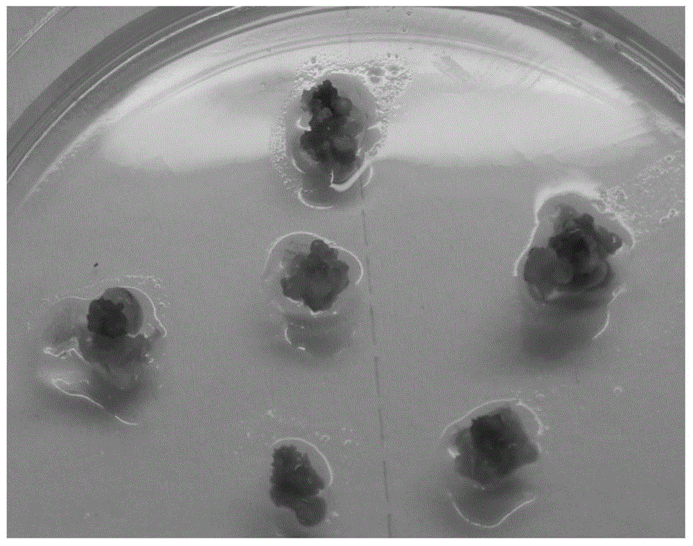 Combined culture medium for in vitro regeneration of cucumber ovary