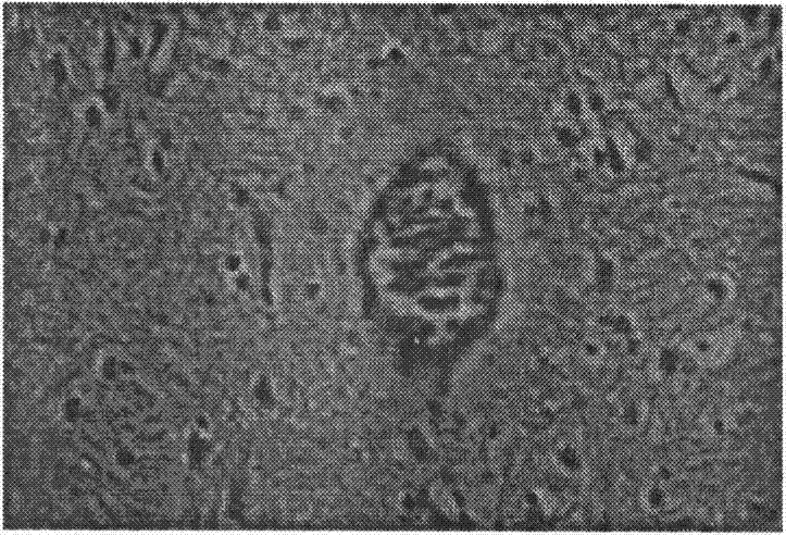 Method for establishing high altitude cerebral edema animal model