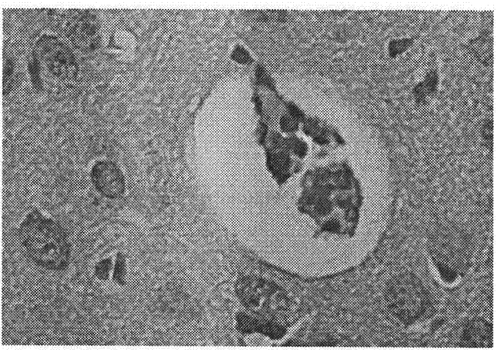 Method for establishing high altitude cerebral edema animal model