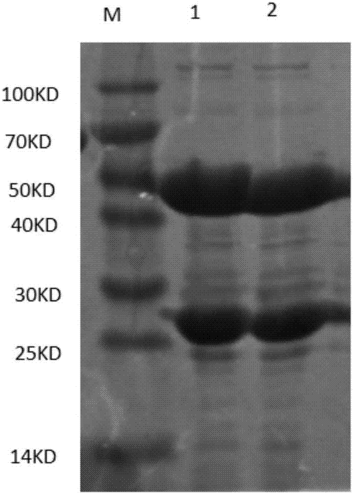 Capture ELISA (enzyme-linked immunosorbent assay) detection method for Clostridium perfringens Alpha-toxin antibody