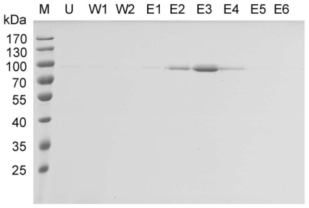 Truncated protein of bombyx mori ovomucoid and application thereof