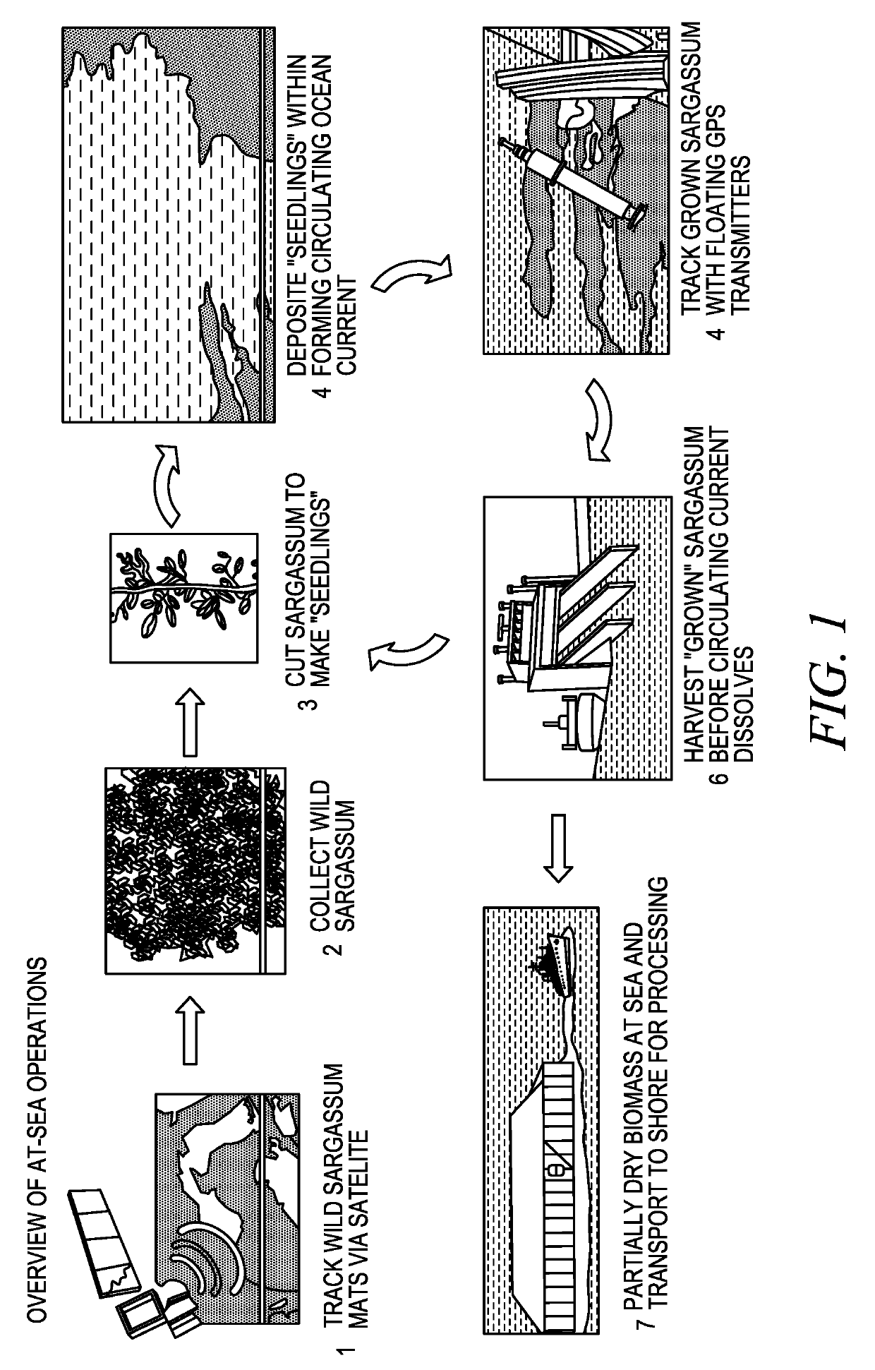 Sustainable Macroalgae Production at Large Scale