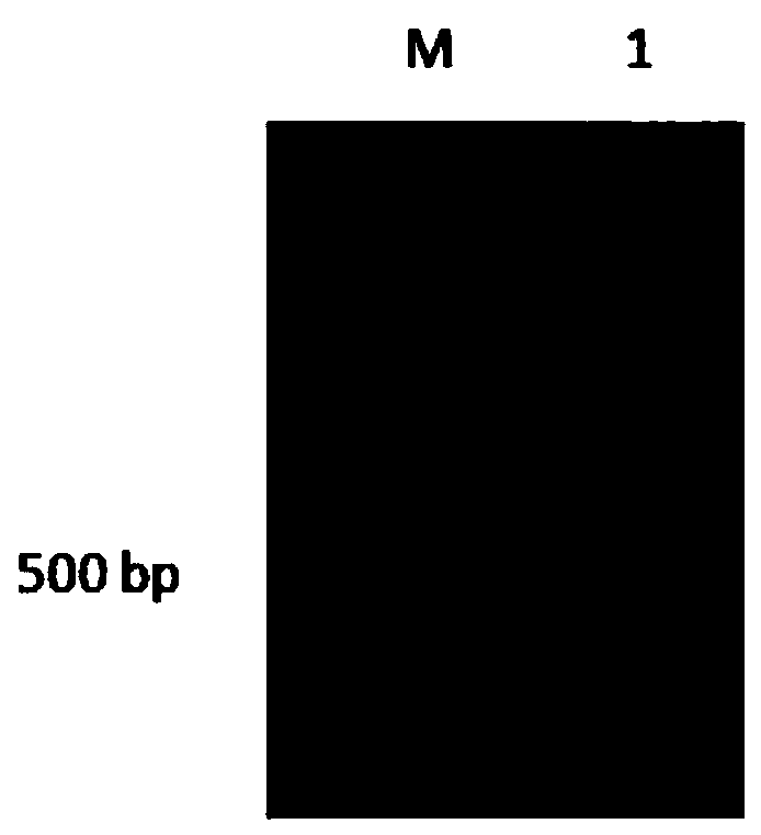 Epinephelus coioides antimicrobial peptide and application thereof