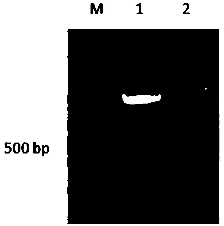 Epinephelus coioides antimicrobial peptide and application thereof