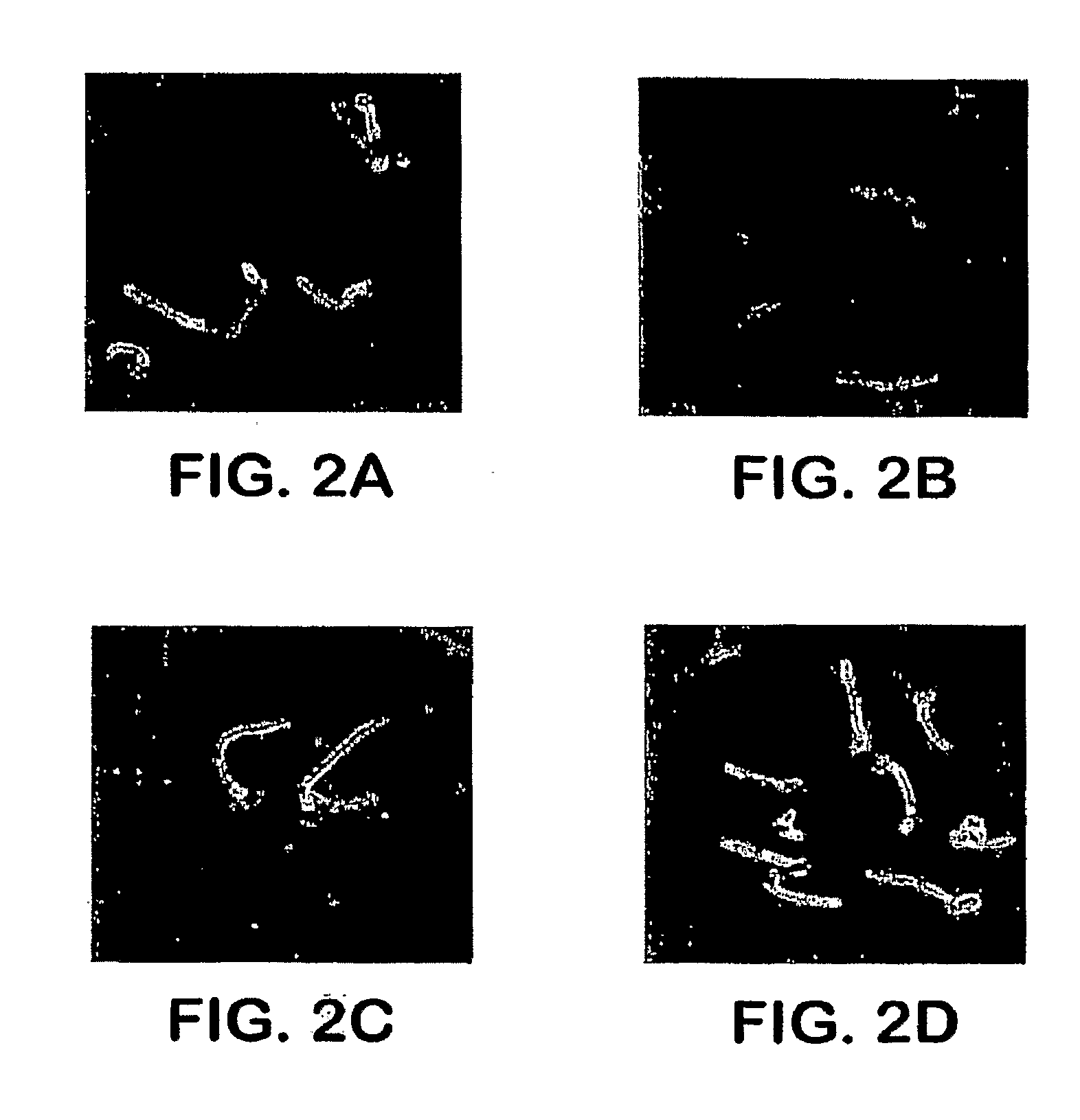 Pharmaceutical compositions and methods to vaccinate against disseminated candidiasis and other infectious agents