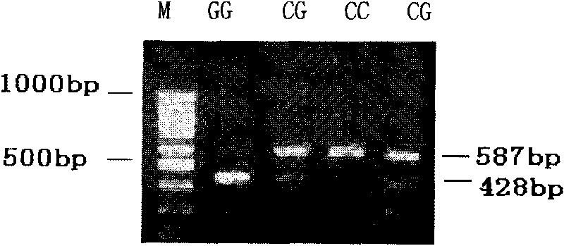 SNP molecular marker of swine and primer thereof