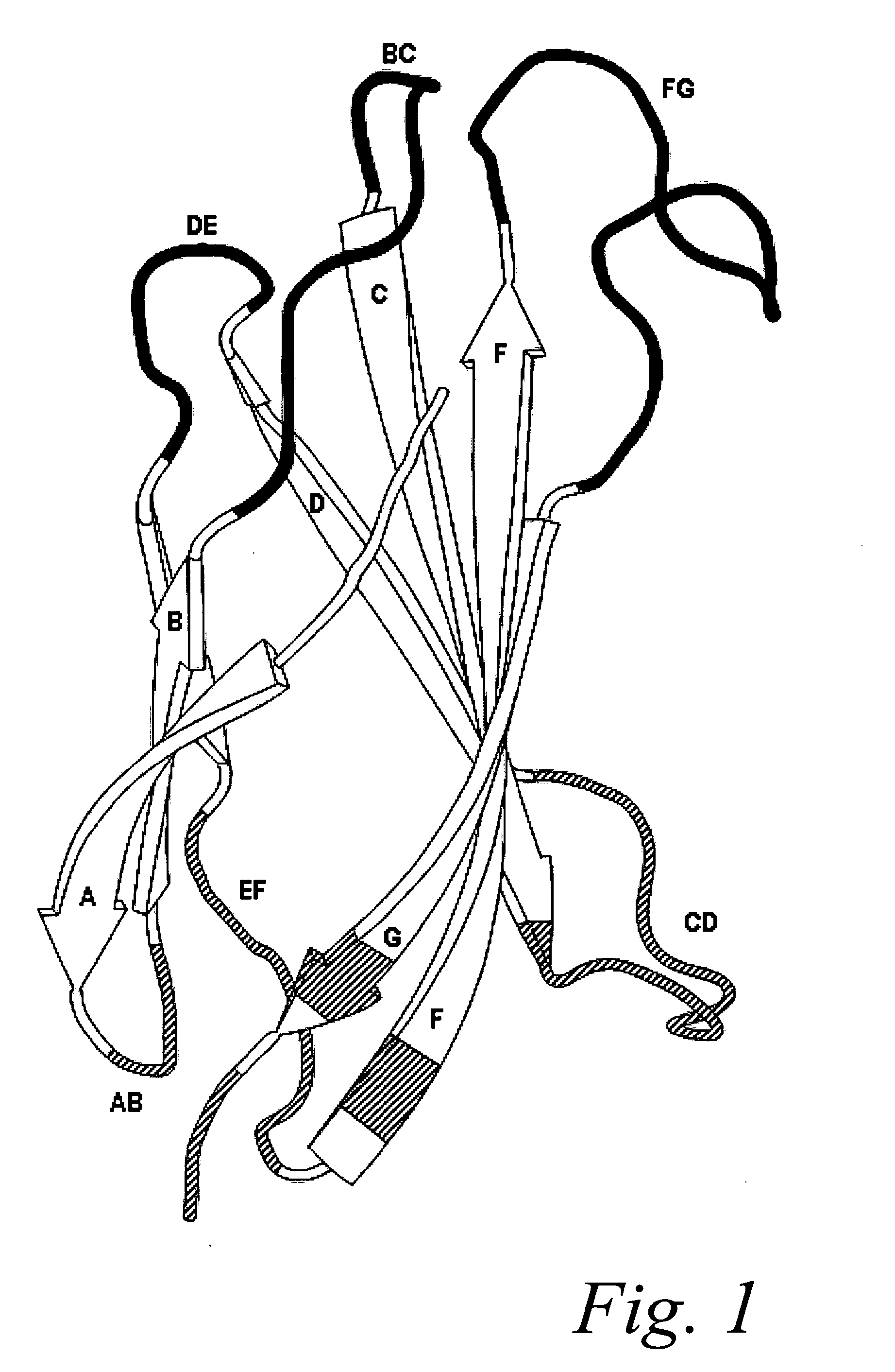 Improved fibronectin-based binding molecules and uses thereof