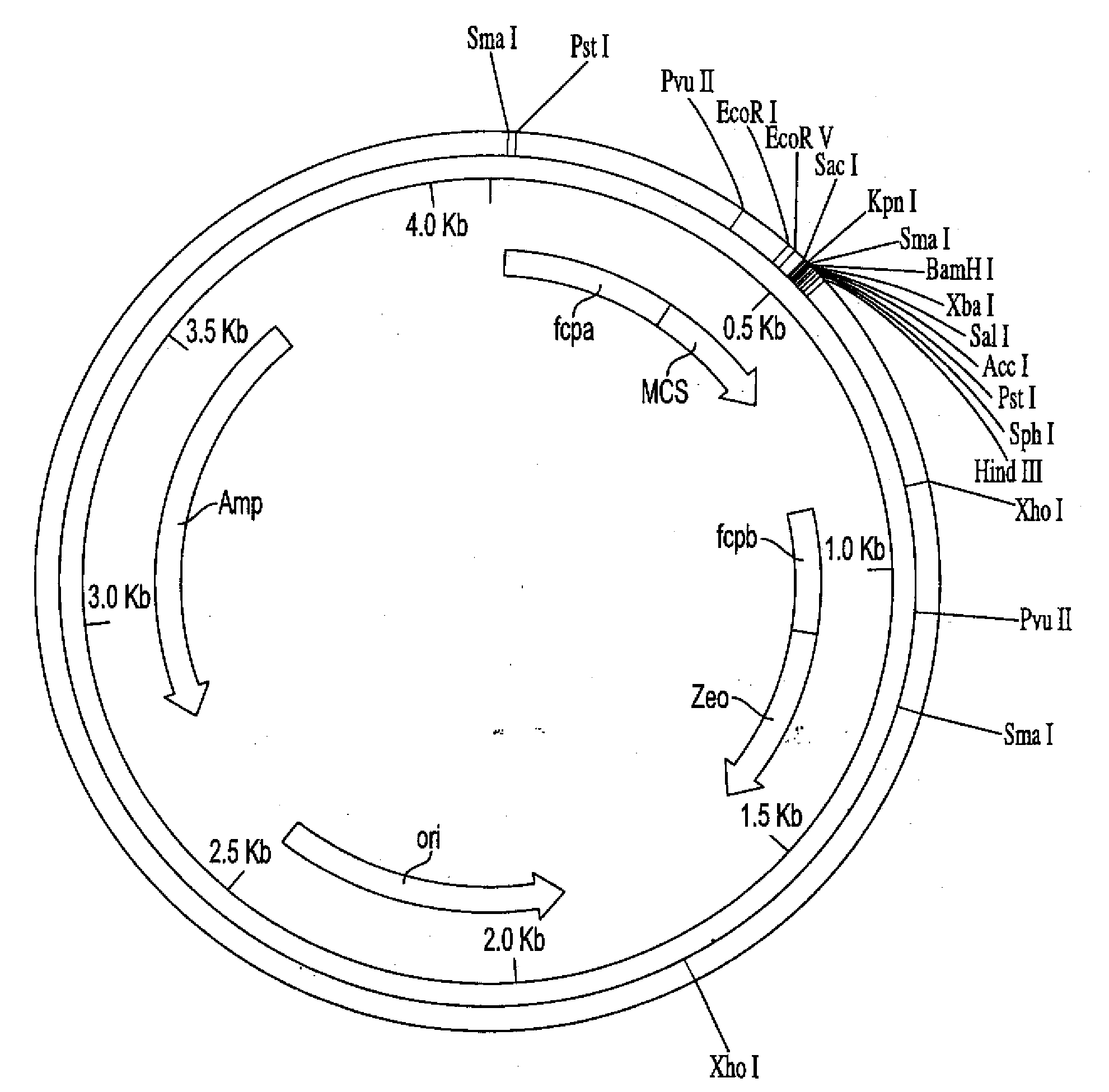 Trophic conversion of obligate phototrophic algae through metabolic engineering