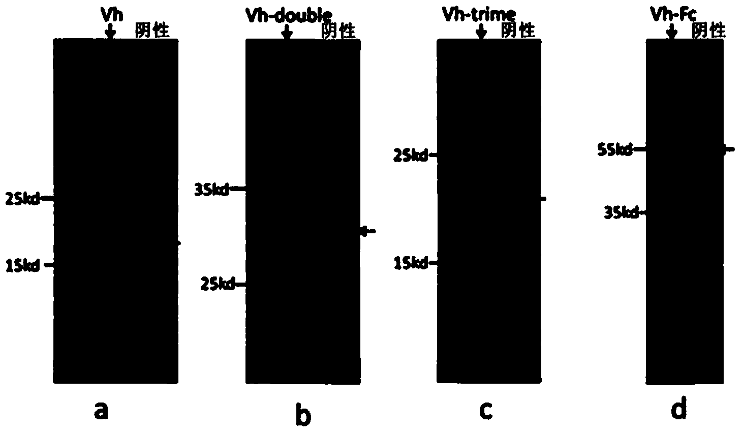 VEGF (Vascular Endothelial Growth Factor) antibody as well as preparation method and application thereof