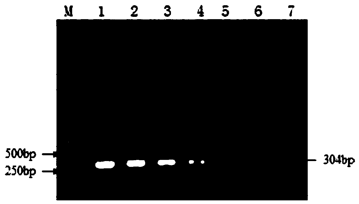 Reagent kit for identifying duck hepatitis A virus infection and novel duck reovirus infection