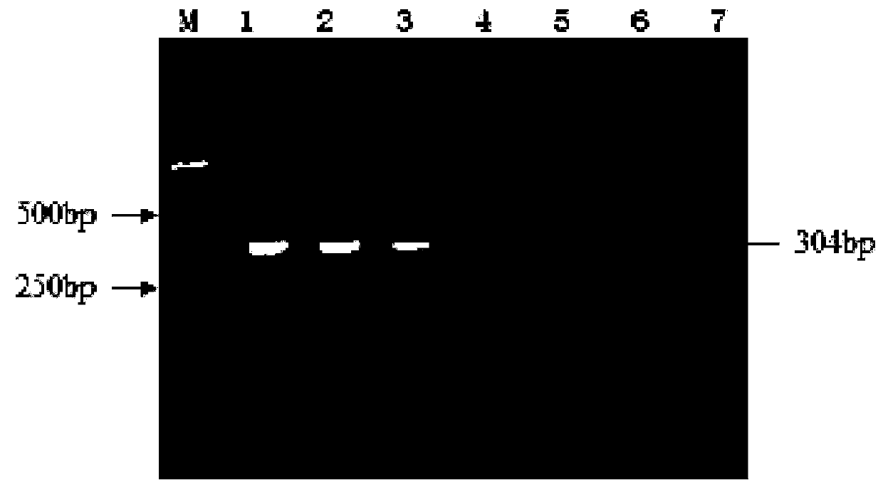 Reagent kit for identifying duck hepatitis A virus infection and novel duck reovirus infection