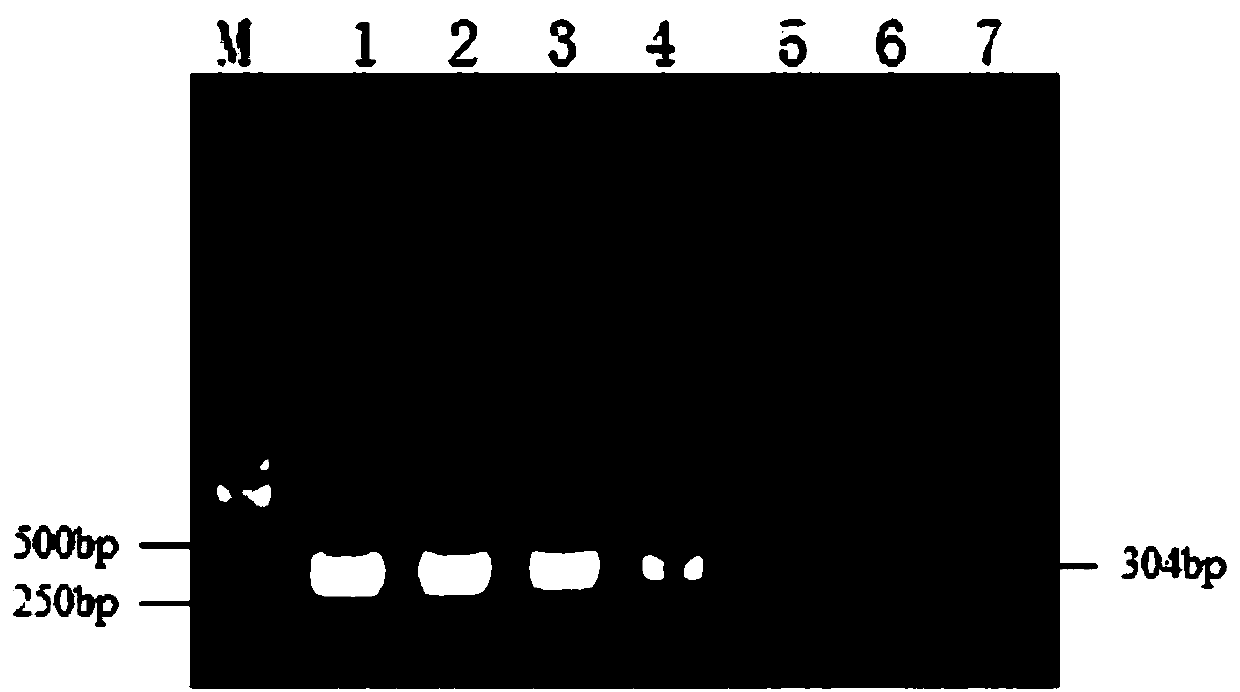 Reagent kit for identifying duck hepatitis A virus infection and novel duck reovirus infection