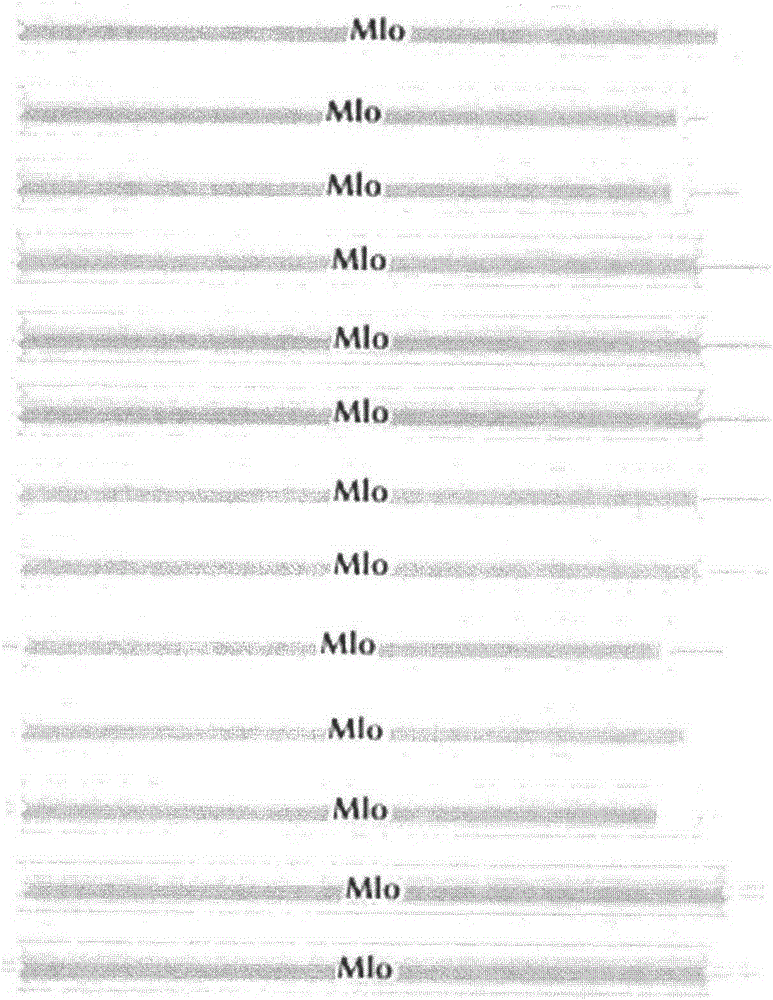 Rapid identification method of powdery mildew-resistant genes of cabbage