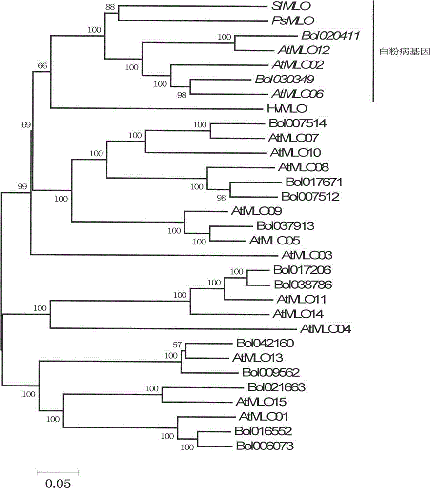 Rapid identification method of powdery mildew-resistant genes of cabbage