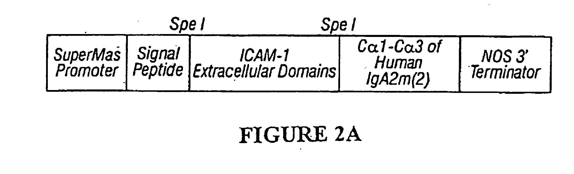 Chimeric toxin receptor proteins and chimeric toxin receptor proteins for treatment and prevention of anthrax