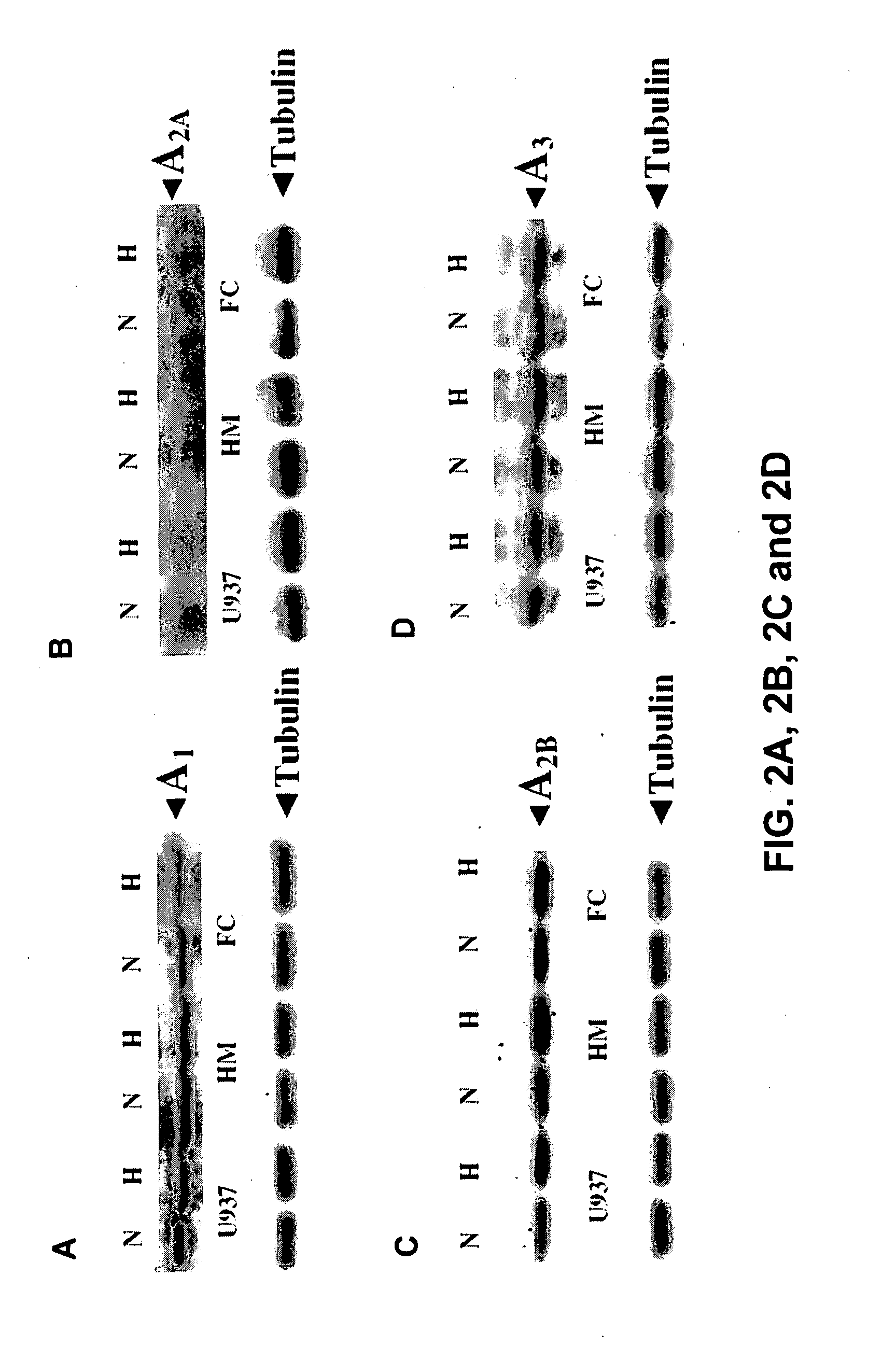 Methods of treating atherosclerosis